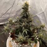 acid-rain-autoflower-lsd-fem-easy-grow-seeds.jpg