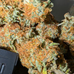orange-president-auto-fem-fastbuds.jpg
