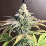 papaya-zoap-f1-fast-version-fem-sweet-seeds.jpg