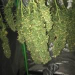 wedding-cake-auto-fem-barneys-farm.jpg