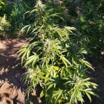 fruit-punch-auto-heavyweight-seeds.jpg