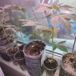 purple-haze-auto-fem-original-sensible-seeds.jpg