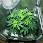 blue-widow-dinafem-seeds.JPG