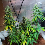 pink-rozay-auto-fem-7ch-american.jpg