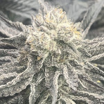 strawberry-og-cookies-r1-fem-ethos-genetics.jpg
