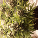 amherst-sour-diesel-fem-humboldt-seeds.jpg