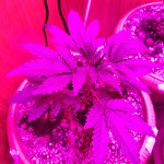 currant-kush-fem-vip-seeds.jpg