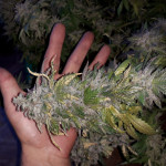 gorilla-glue-4-fem-anesia-seeds.jpg