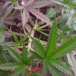 six-shooter-auto-fem-fastbuds.jpg