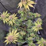 black-muffin-f1-fast-version-fem-sweet-seeds.jpg