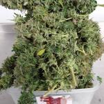 critical-kush-auto-critical-rapido-auto-fem-barneys-farm.jpg