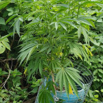 gorilla-fem-00-seeds.jpg
