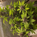 bloody-skunk-auto-sweet-seeds.jpg