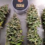 critical-kush-auto-critical-rapido-auto-fem-barneys-farm.jpg