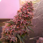 fruit-punch-auto-heavyweight-seeds.jpg
