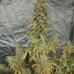 gorilla-glue-auto-fem-barneys-farm.jpg