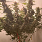 gorilla-cookies-auto-fem-fastbuds.jpg