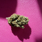 jealousy-z-xl-auto-fem-sweet-seeds.jpg