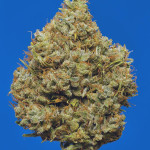 blue-dream-blue-dreammatic-auto-fem-fastbuds.jpeg