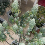 el-valle-haze-fem-compound-genetics.jpg