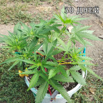 auto-chocolate-skunk-00-seeds.jpg