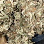 jealousy-z-xl-auto-fem-sweet-seeds.jpg