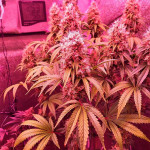 jungle-breath-fem-7ch-american.jpg