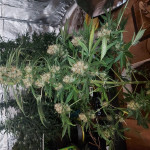 purple-punch-cookies-fem-original-sensible-seeds.jpg