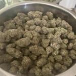 girl-scout-cookies-fem-blimburn-seeds.jpg