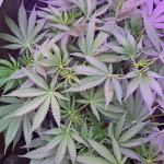 glue-sherbert-fem-alphafem-seeds.jpg