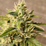 monster-gelato-auto-fem-monster-genetics.jpg