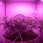 auto-gorilla-fem-00-seeds.jpg