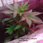 blue-mystic-automatic-nirvana-seeds.jpg