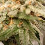 orange-sherbet-ff-fem-fastbuds.jpg