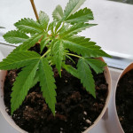sexbud-fem-female-seeds.jpg