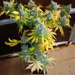 black-muffin-f1-fast-version-fem-sweet-seeds.jpg
