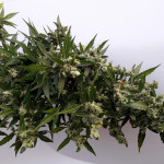 auto-chocolate-skunk-fem-00-seeds.jpg