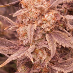 orange-creampop-fem-humboldt-seed-company.jpg