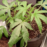 auto-white-widow-fem-pyramid-seeds.jpg