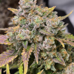 sweet-zenzation-xl-auto-fem-sweet-seeds.jpg