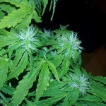 blueberry-kush-automatic-nirvana-seeds.jpg