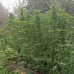 northern-lights-fem-pyramid-seeds.jpeg