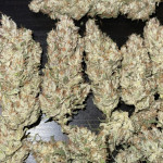 papaya-zoap-auto-fem-sweet-seeds.jpg