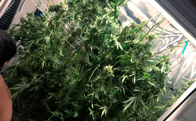 Подготовленный куст