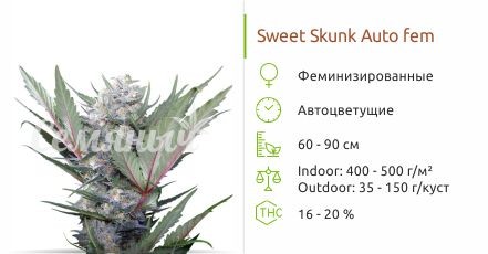 Sweet Skunk Auto от Sweet Seeds