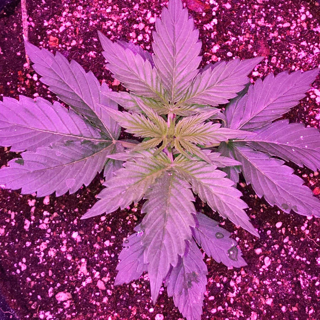 Росток на второй неделе выращивания