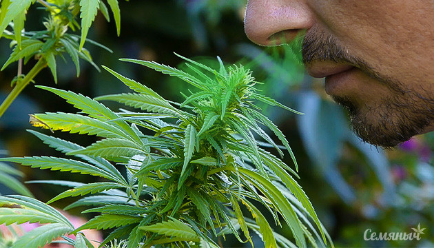 Способы увеличить количество терпенов в конопле