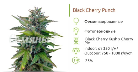 Сорт марихуаны Black Cherry Punch Black Cherry Punch от Pyramid Seeds