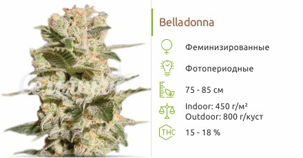 Сорт марихуаны Belladonna Belladonna от Paradise Seeds