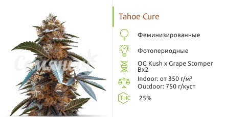 Сорт марихуаны Tahoe Cure Tahoe Cure от Pyramid Seeds